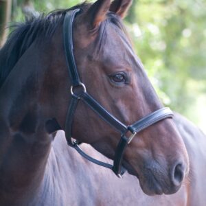 Polo Pony